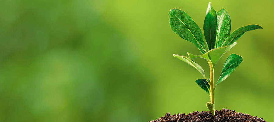 a young tree starting to grow